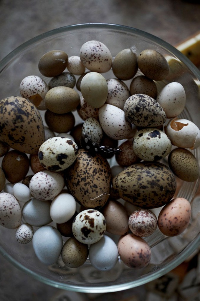 Vogue-Living-Australia's-March-April-2013-5-quail-eggs