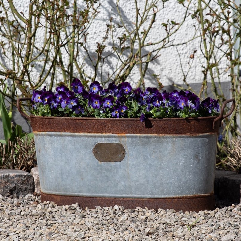 Dark purple pansies planted in a vintage container