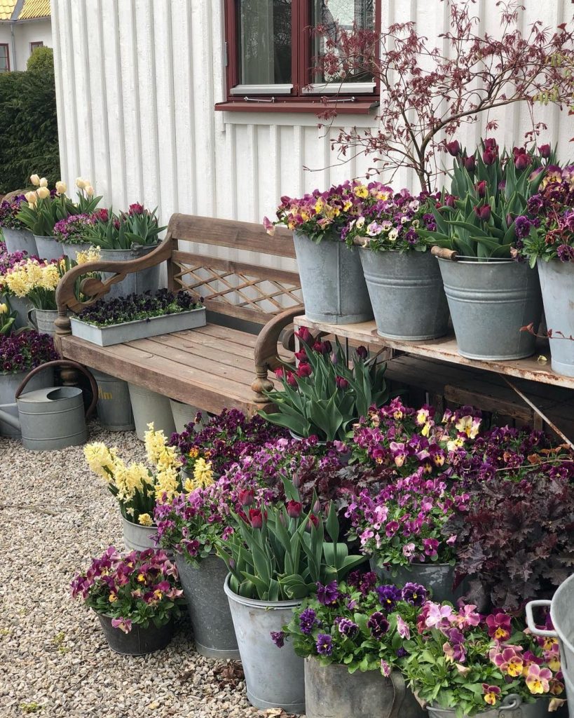 Cluster of planted pots of pansies and tulips