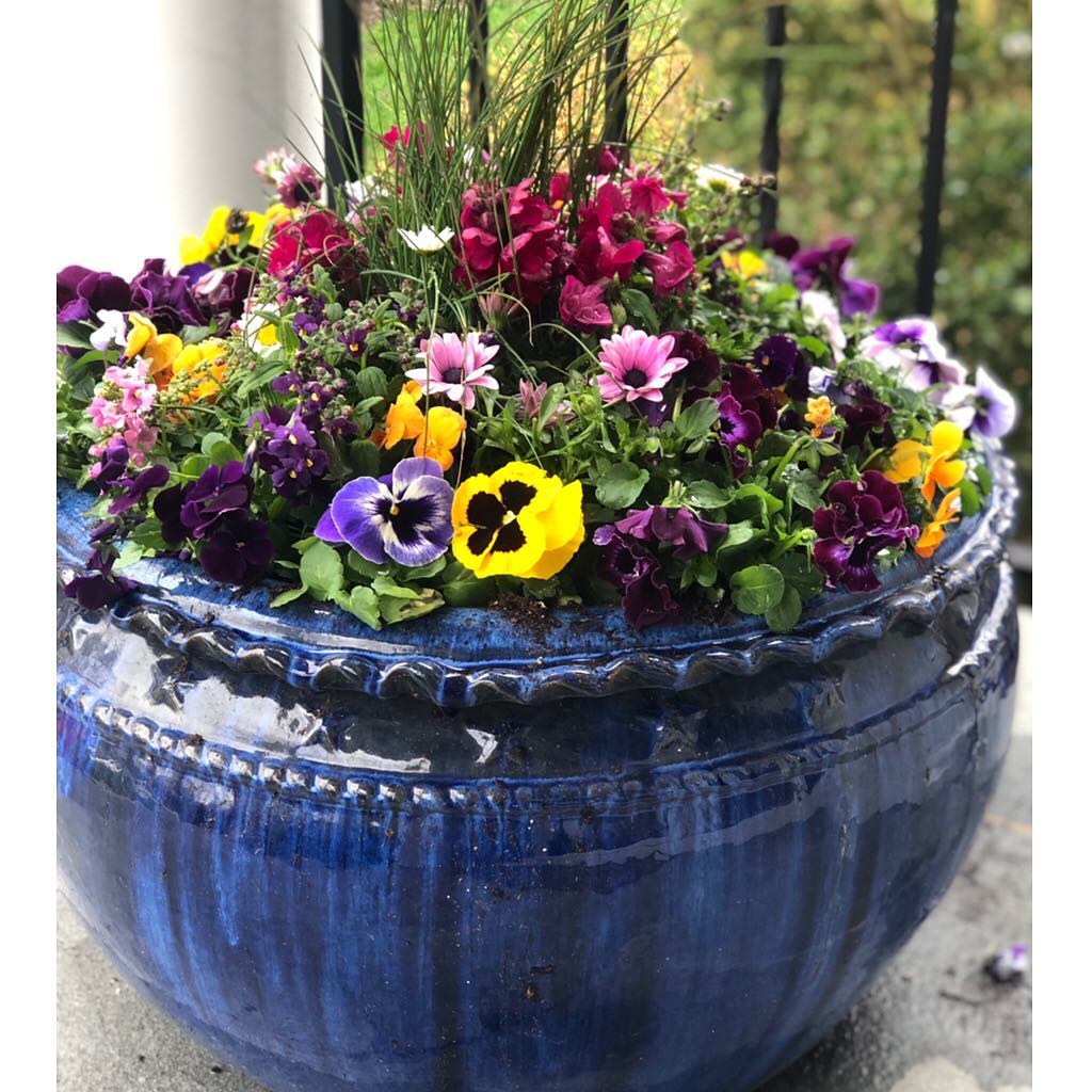 Glazed blue pot with pansies