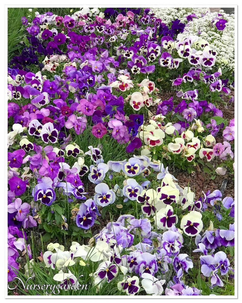 Purple variations of pansies for your garden