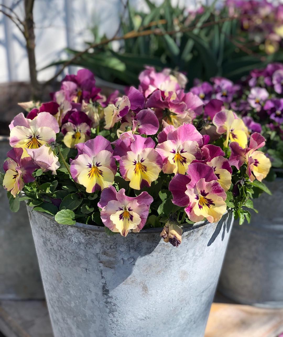 Ideas for Gardening with Pansies that You Will Love! Interiors By Color