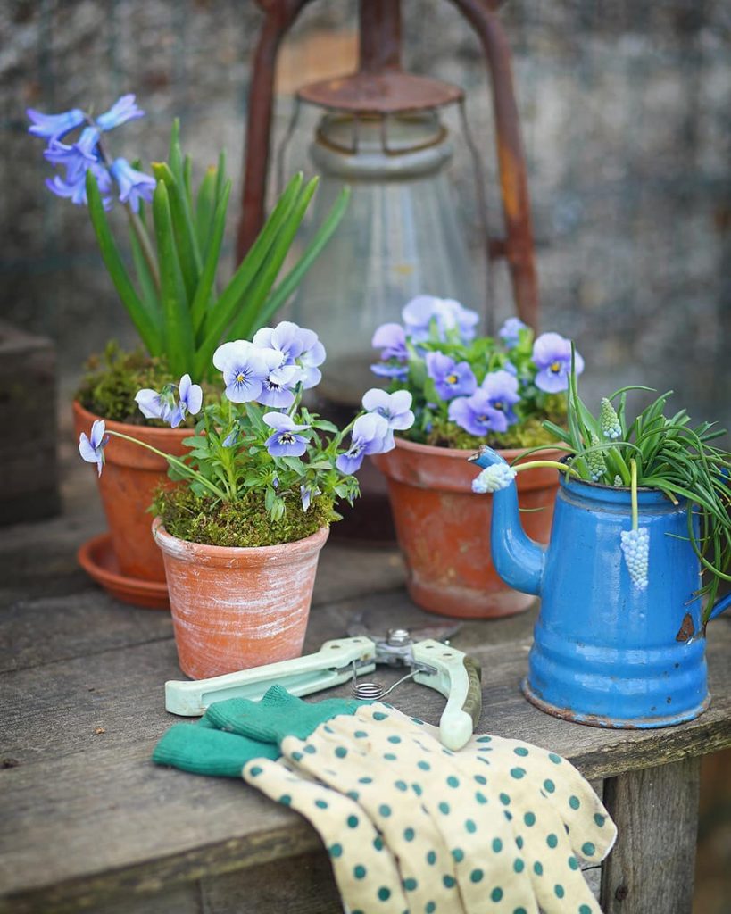 pansies in small terracotta pots