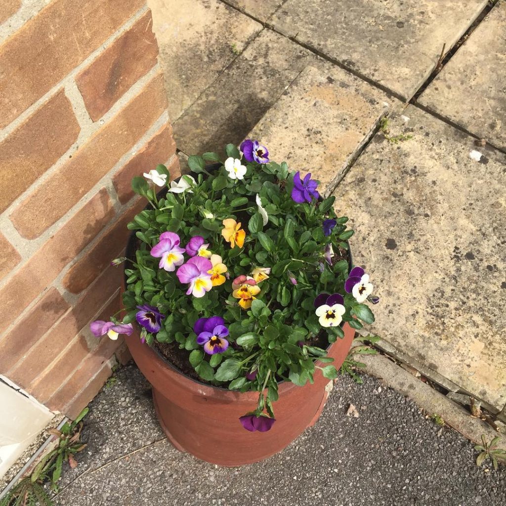 recycled chimney pot with pansies