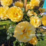 The Golden Child Rose - Yellow