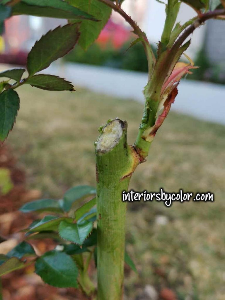 pruning floribunda stem close up