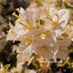 White Stripe Bougainvillea with Variegated Leaves