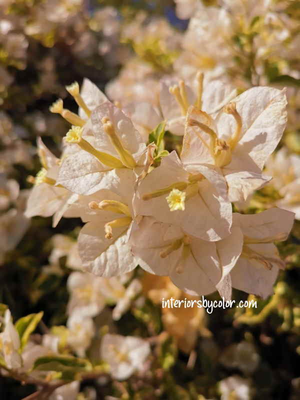 White Stripe Bougainvillea with Variegated Leaves