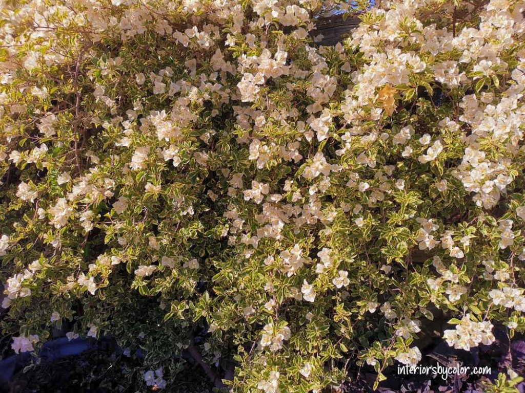 White stripe bougainvillea