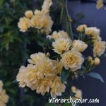 Yellow Banksia Rose