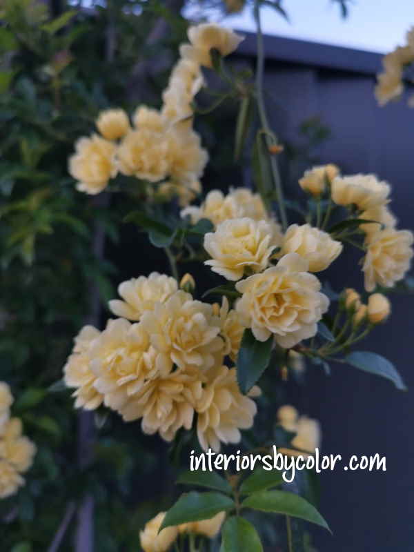 Yellow Banksia Rose