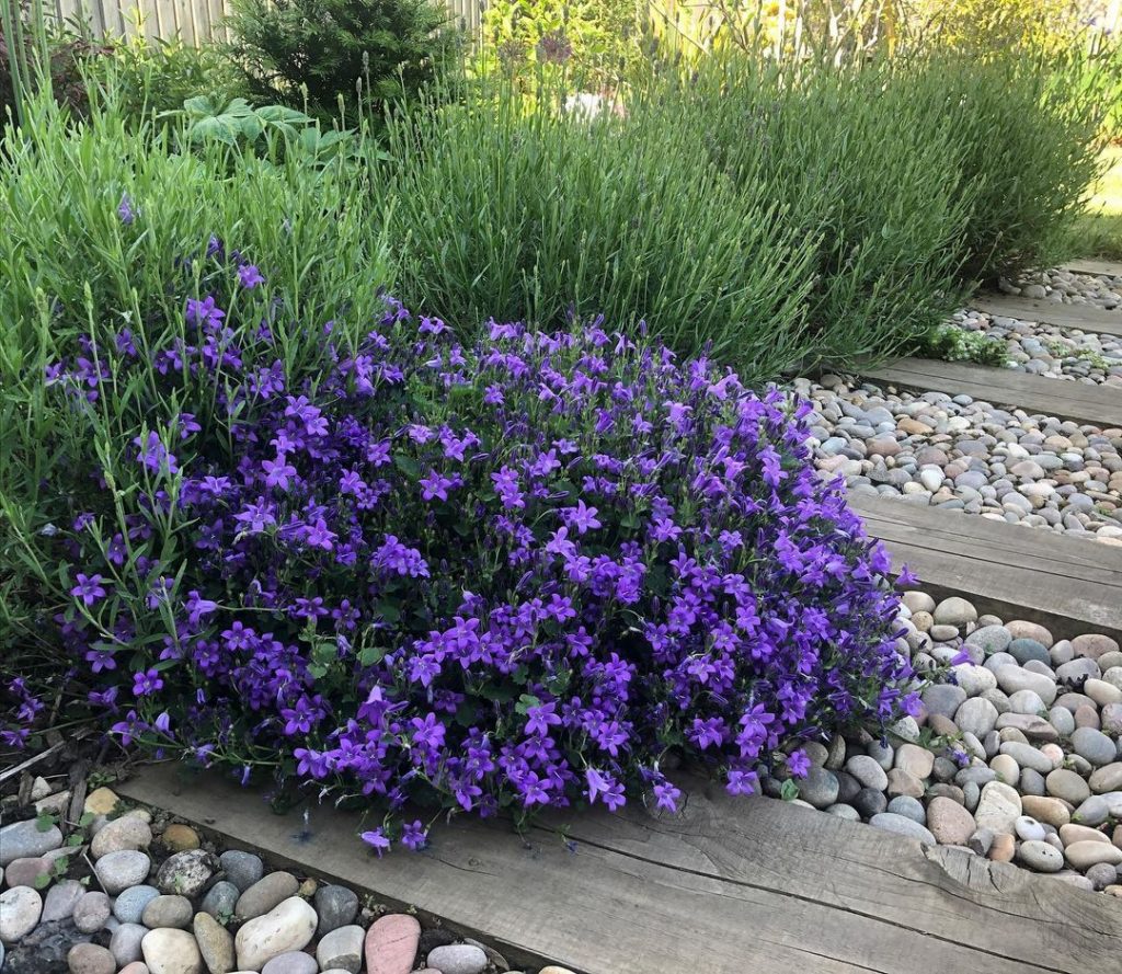 campanula flowers wood and pebble stone path idea