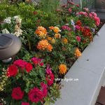 miniature-roses-garden