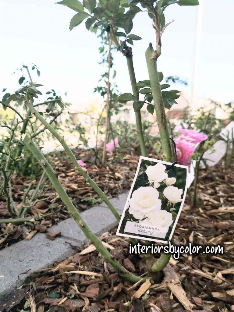 pruning floribunda iceberg