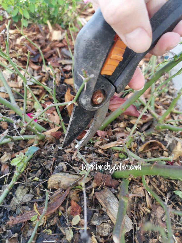 pruning floribunda roses