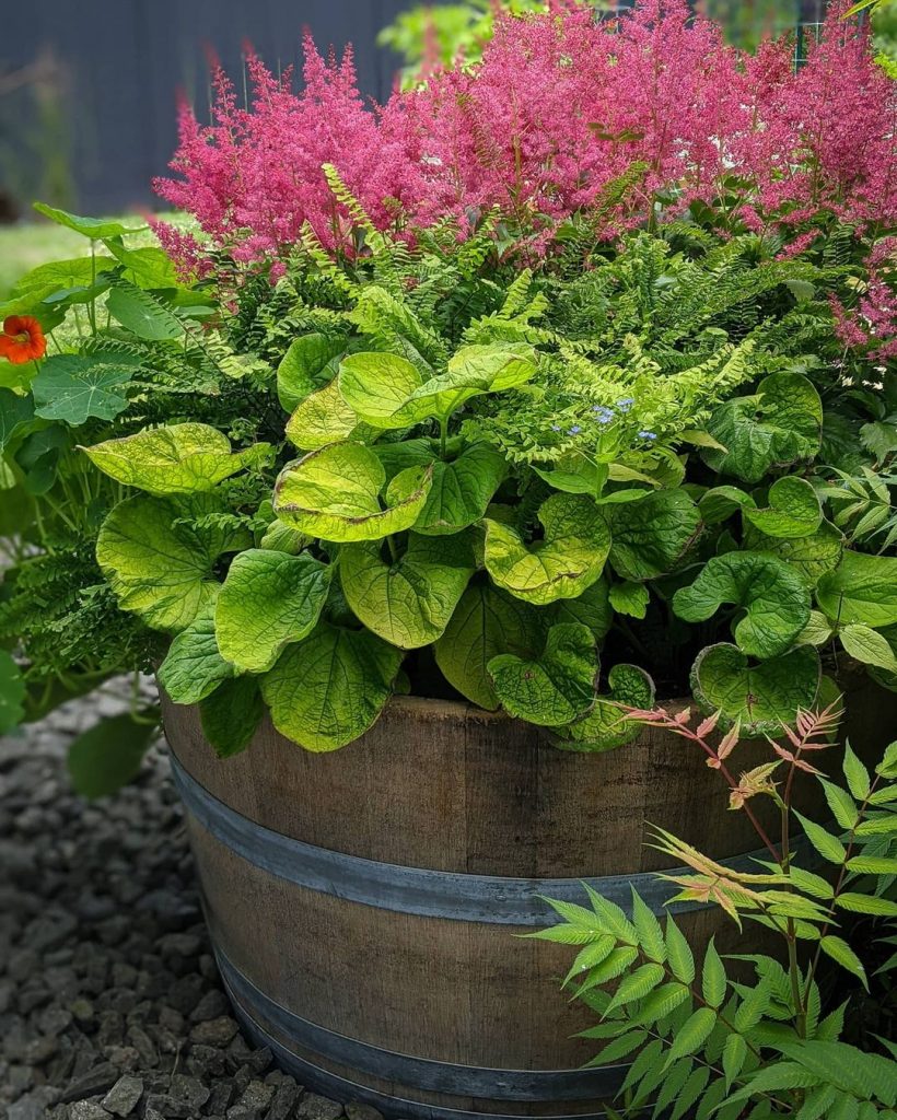 with astilbe, brunnera, nasturtium, and ferns