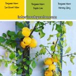 Benjamin Moore Sun Kissed Yellow, tequila lime and morning glory color scheme