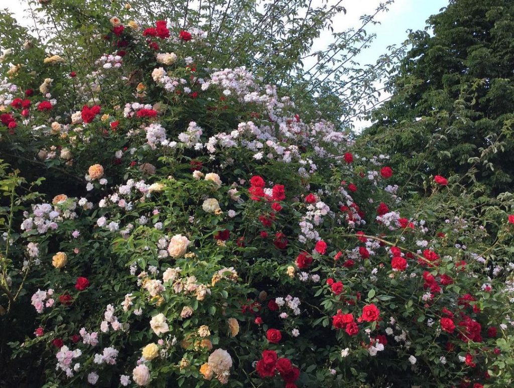 A combination of three different roses. Climbing roses and rambler roses. Paul's Himalayan Musk, Alchemist rose and Sympathy rose.