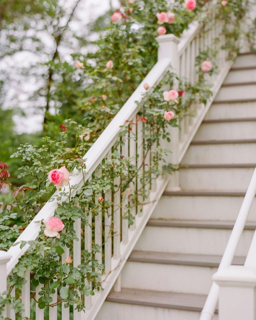 Banister covered in pink climbing roses