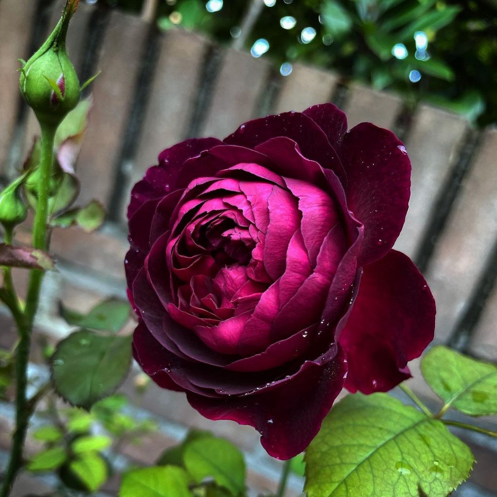 David Austin Rose Munstead Wood