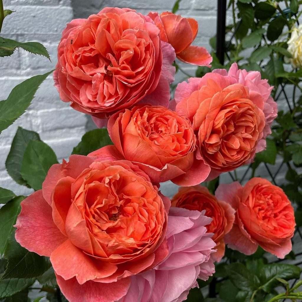 David Austin Rose Summer Song