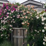 Climbing Roses of Instagram