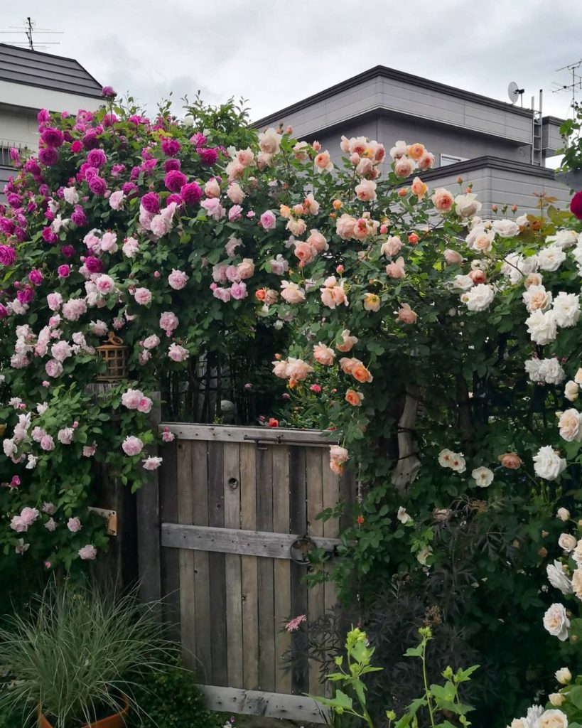 David Austin roses archway