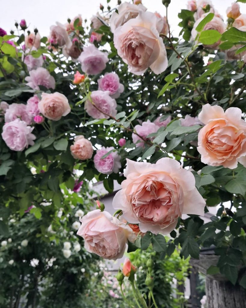 David Austin roses archway