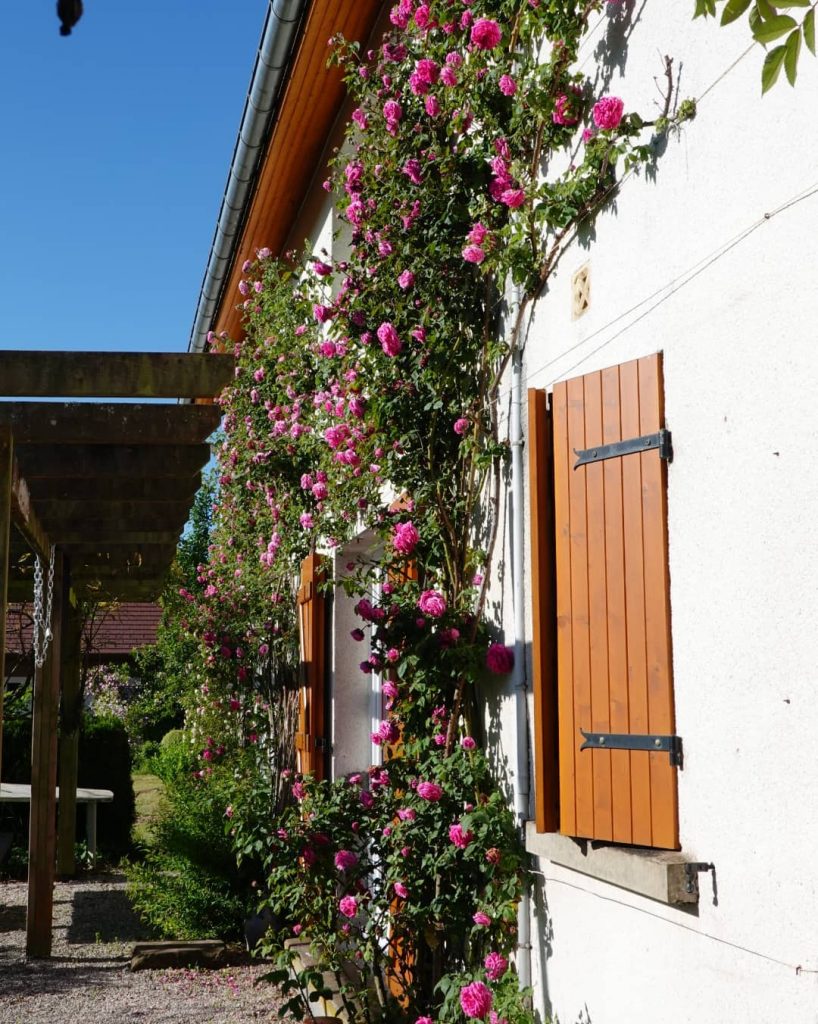 Pink climbing roses wall of house