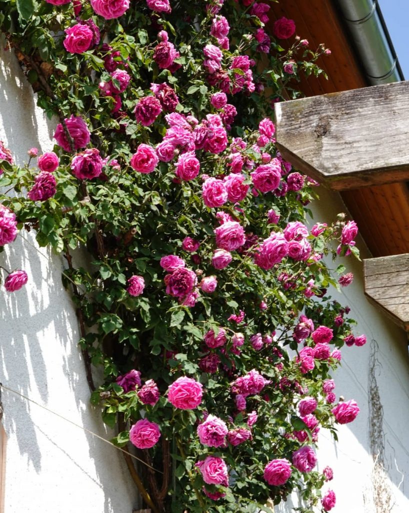 Pink climbing roses wall of house
