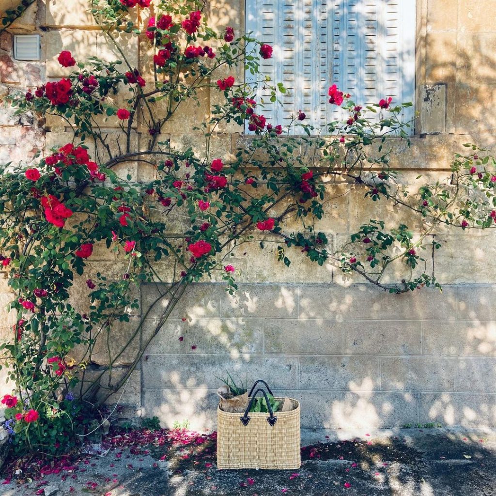 A beautiful red climbing rose