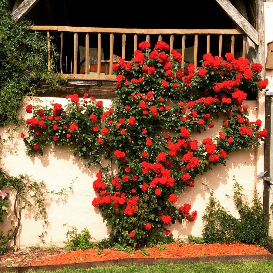 Red climbing rose in full bloom