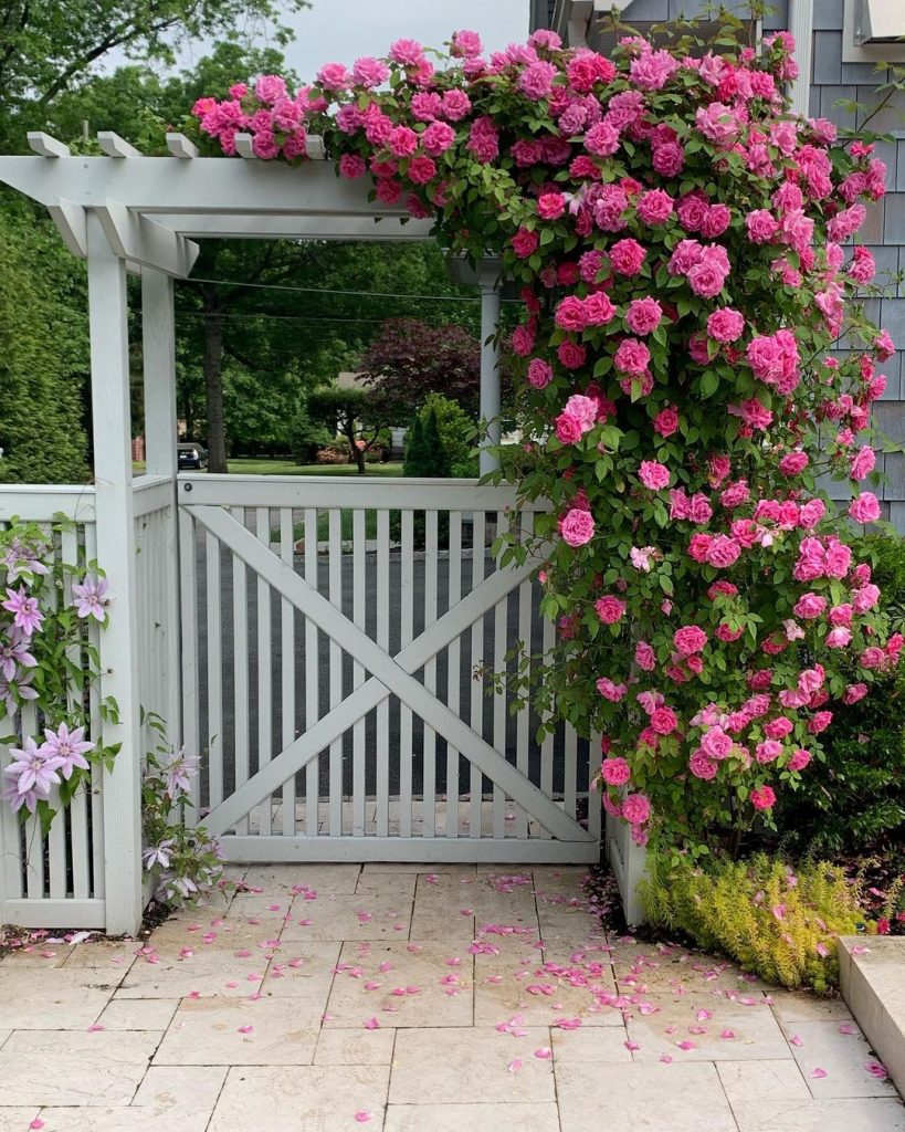 Zepherine Drouhin’ climbing roses