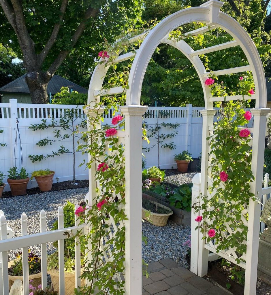 Zephirine Drouhin climbing rose