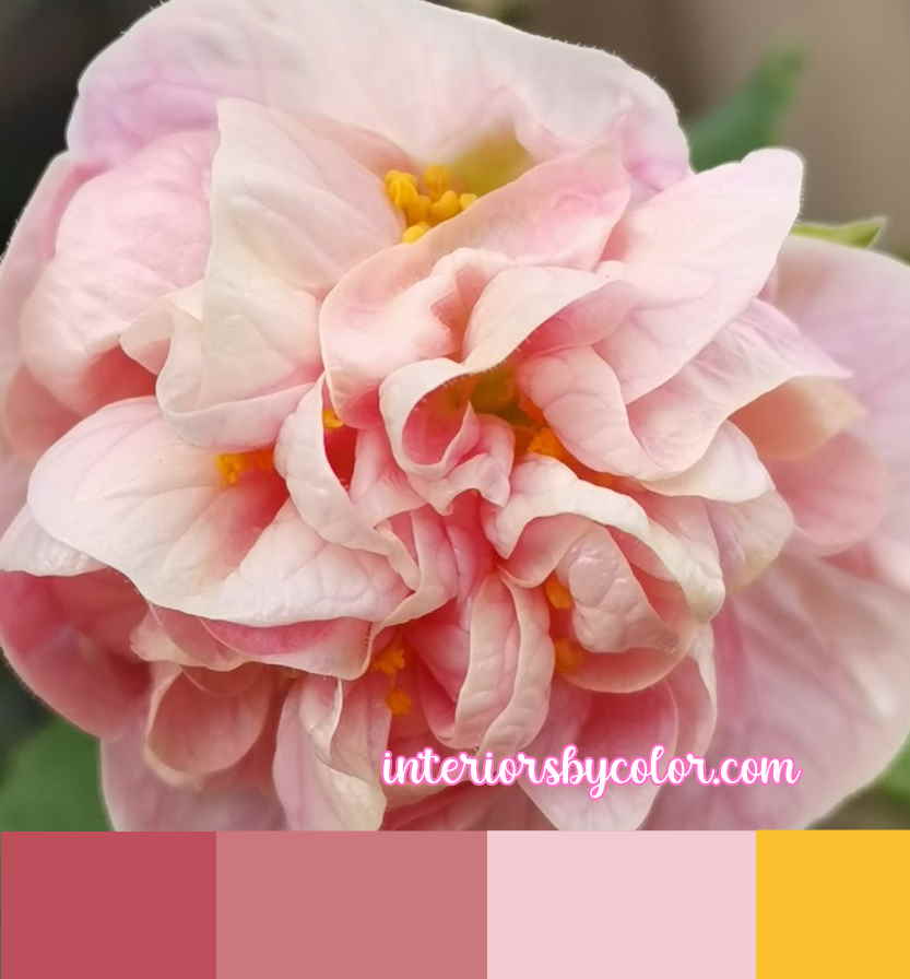 flower color scheme Pink and yellow