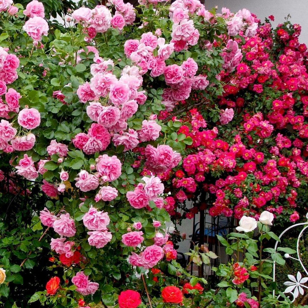 pink climbing roses