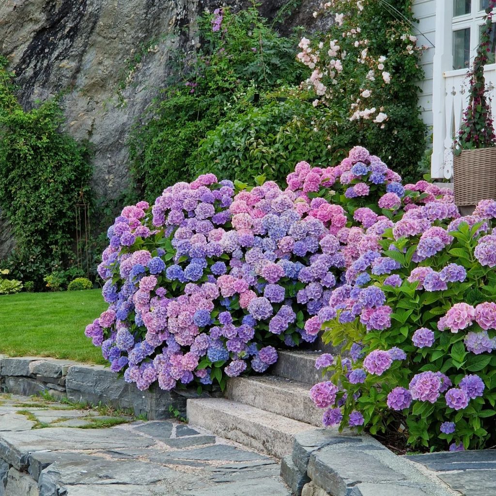 Purple and pink hydrangeas in a cottage garden