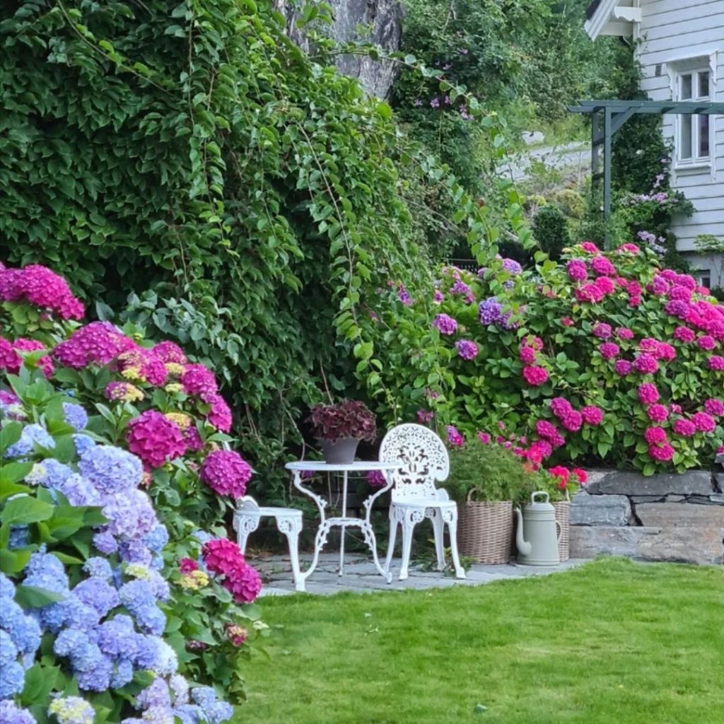 cottage garden seat area with hydrangeas