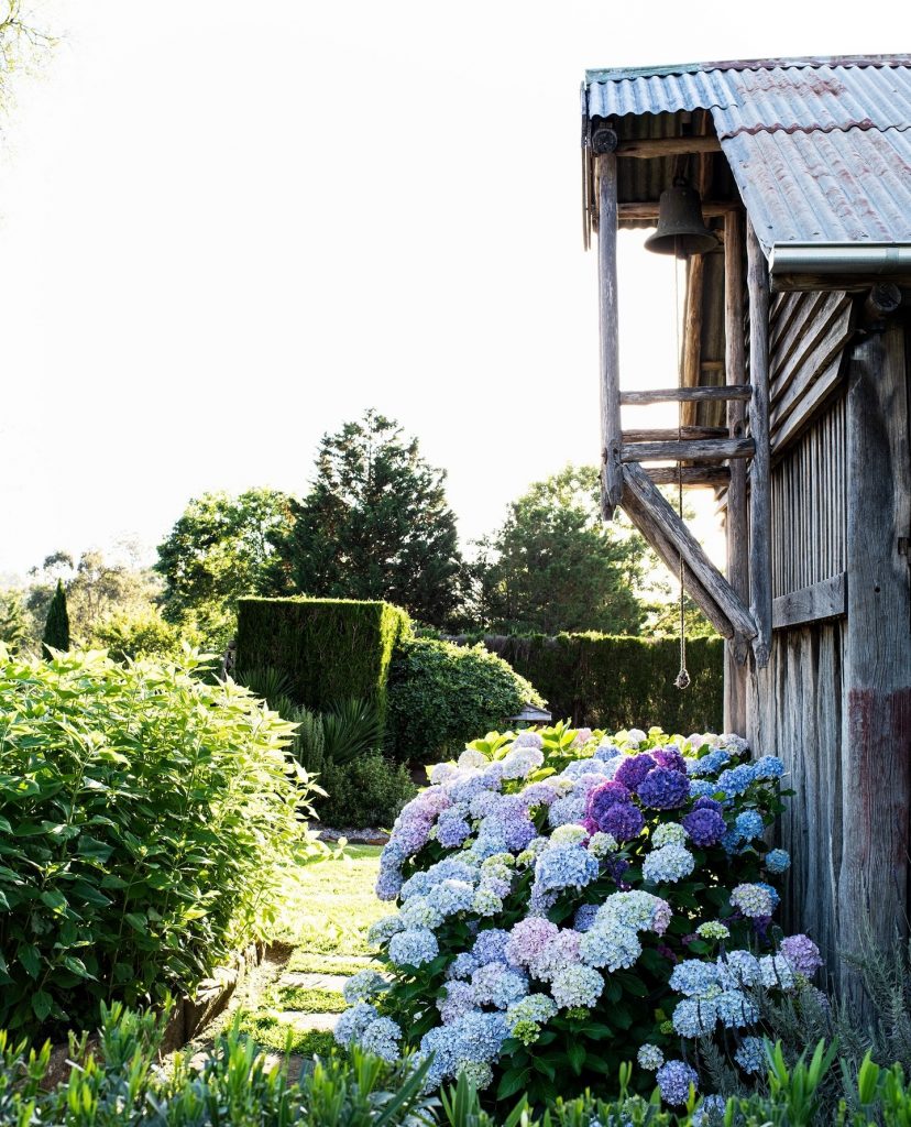 country garden hydrangeas