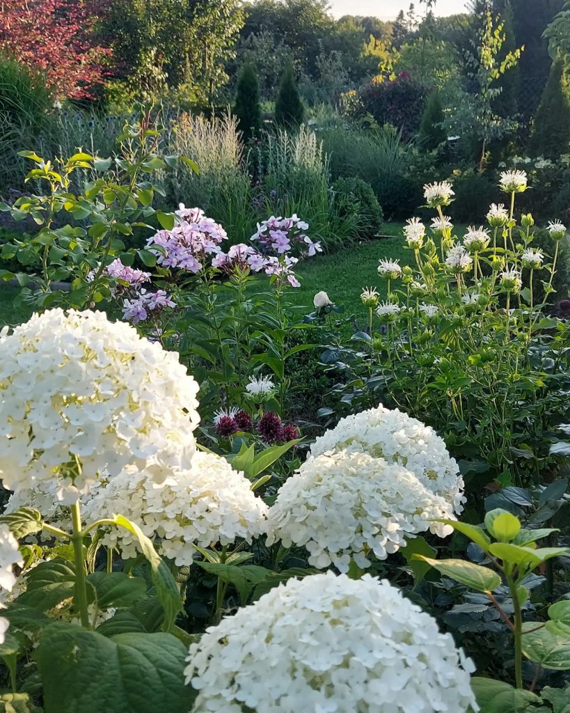 white hydrangeas in a beautiful secret garden