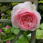 Pink Climbing Roses